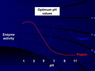Optimum pH
                     values




Enzyme
activity                                 Trypsin




                                     Pepsin

           1   3     5     7    9   11
                         pH
 