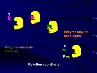 S
                   E
       E
                            E
                                   Enzyme may be
                                   used again


Enzyme-substrate                   P
complex
                                   P

             Reaction coordinate
 