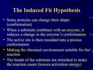 The Induced Fit Hypothesis
• Some proteins can change their shape
  (conformation)
• When a substrate combines with an enzyme, it
  induces a change in the enzyme’s conformation
• The active site is then moulded into a precise
  conformation
• Making the chemical environment suitable for the
  reaction
• The bonds of the substrate are stretched to make
  the reaction easier (lowers activation energy)
 