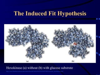 The Induced Fit Hypothesis




Hexokinase (a) without (b) with glucose substrate
http://www.biochem.arizona.edu/classes/bioc462/462a/NOTES/ENZYMES/enzyme_mechanism.html
 