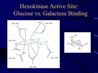 Hexokinase Active Site:
Glucose vs. Galactose Binding
 