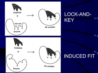 LOCK-AND-
KEY




INDUCED FIT
 
