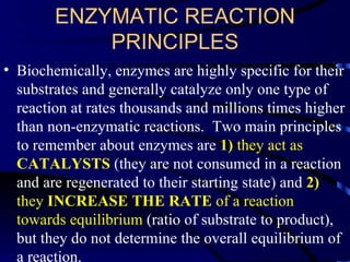 Chapter 4 enzymes