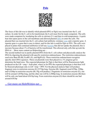 Pglo
The focus of this lab was to identify which plasmid (PFG or Pglo) was inserted into the E. coli
culture. In order for the E. coli to be transformed, the E.coli must first be made competent. The cells
were made competent by incubating the cells in calcium (2+) and then in cold temperatures. A quick
heat shot opens pores in the cell membrane and allowed plasmid DNA to enter the cells. The
plasmid that was inserted into the E. coli culture had antibiotic–reistance gene and a reporter gene. A
reporter gene is a gene that is easy to detect, and for this lab it could be Pglo or PFG. The cells were
placed in plates that contained antibiotics to kill any bacteria that did not uptake the plasmid, this is
necciary because about 1% of bacteria will be transformed. This allowed only cells that up took the
DNA to ... Show more content on Helpwriting.net ...
The second method was to purify plasmid DNA from the E. coli culture and physcically analyze the
DNA by digesting the plasmid with specific restriction endonucleases. The restriction endocucleases
used were Bam HI (B), EcoRV (E), and BgIII (G). These restriction endonucleases recognize
specific short DNA squences. These cut plasmids were then placed in a 1% aragrose gel to
determine the band sizes. The expected phenotype for Pglo is that there will be floursenscens light
produced on the LB + amp + Arab plate, where as for PFG the expected phenotype is that there will
be flourcent phenotype only in LB+ Amp + IPIV. For the physical analysis Pglo will produce
fragment sizes in restriction enzyme (E) 5371bp long. Enzyme (B). fragment sized 625bp, 220bp,
and 4,526bp in restriction enzyme (B). Pfg will produce 2 fragments in restriction enzyme (E), one
will be around 3,855bp long, and the other one will be 2,506bp long. In restriction enzyme (B) there
will be only one band about 6361bp long. From restriction enzyme (G) there should be one bad
around 6361bp
... Get more on HelpWriting.net ...
 