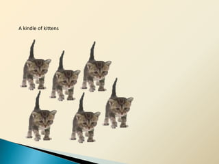 A kindle of kittens
 