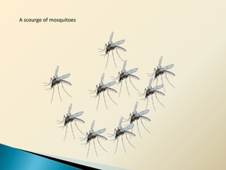A scourge of mosquitoes
 