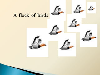 A flock of birds
 