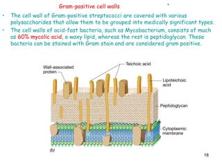 Rest Bacteria Chapter 4 functional anatomy of prok and euk partial | PPT