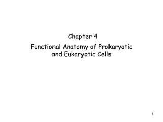 1
Chapter 4
Functional Anatomy of Prokaryotic
and Eukaryotic Cells
 
