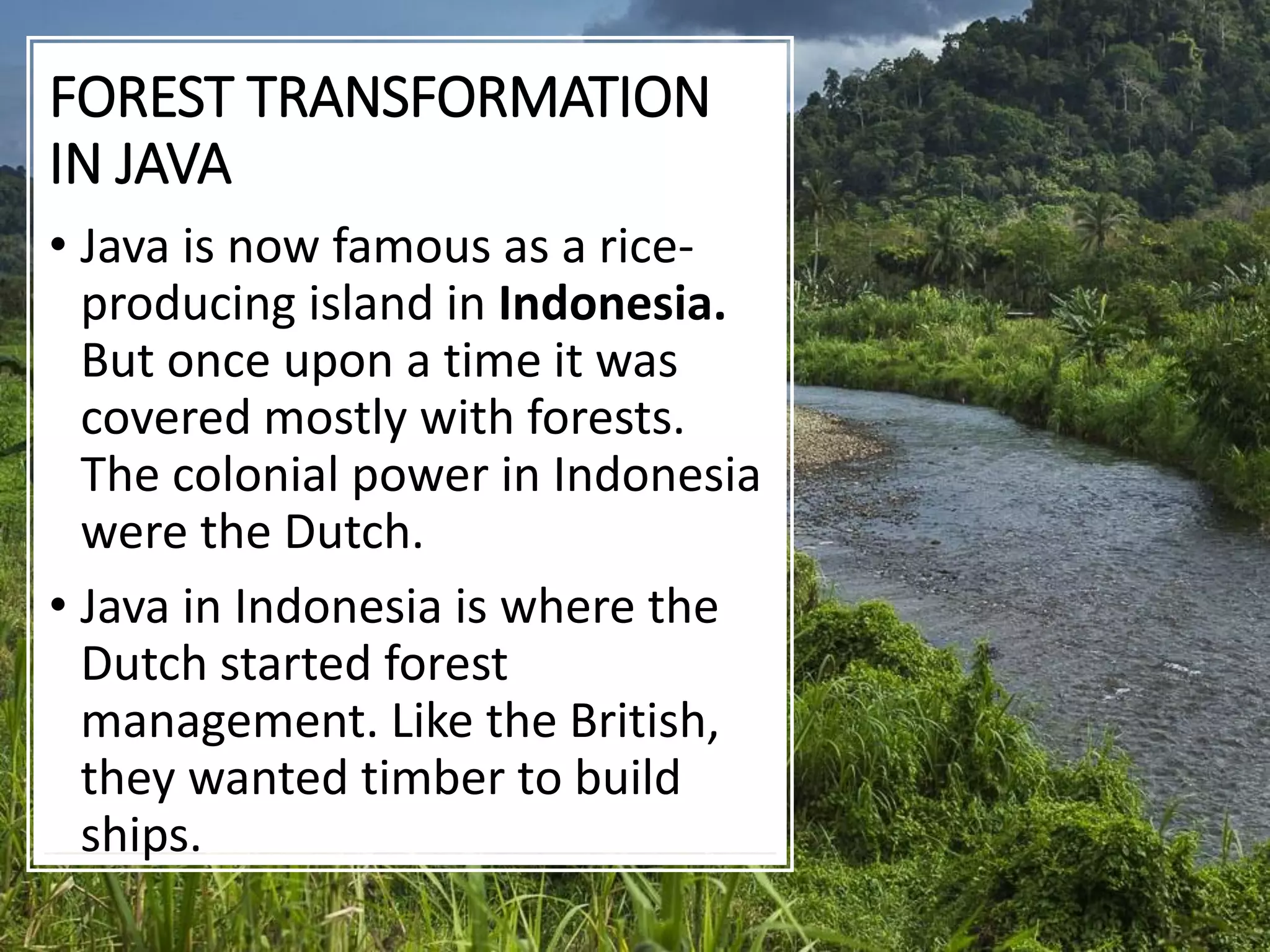 FOREST TRANSFORMATION
IN JAVA
• Java is now famous as a rice-
producing island in Indonesia.
But once upon a time it was
covered mostly with forests.
The colonial power in Indonesia
were the Dutch.
• Java in Indonesia is where the
Dutch started forest
management. Like the British,
they wanted timber to build
ships.
 