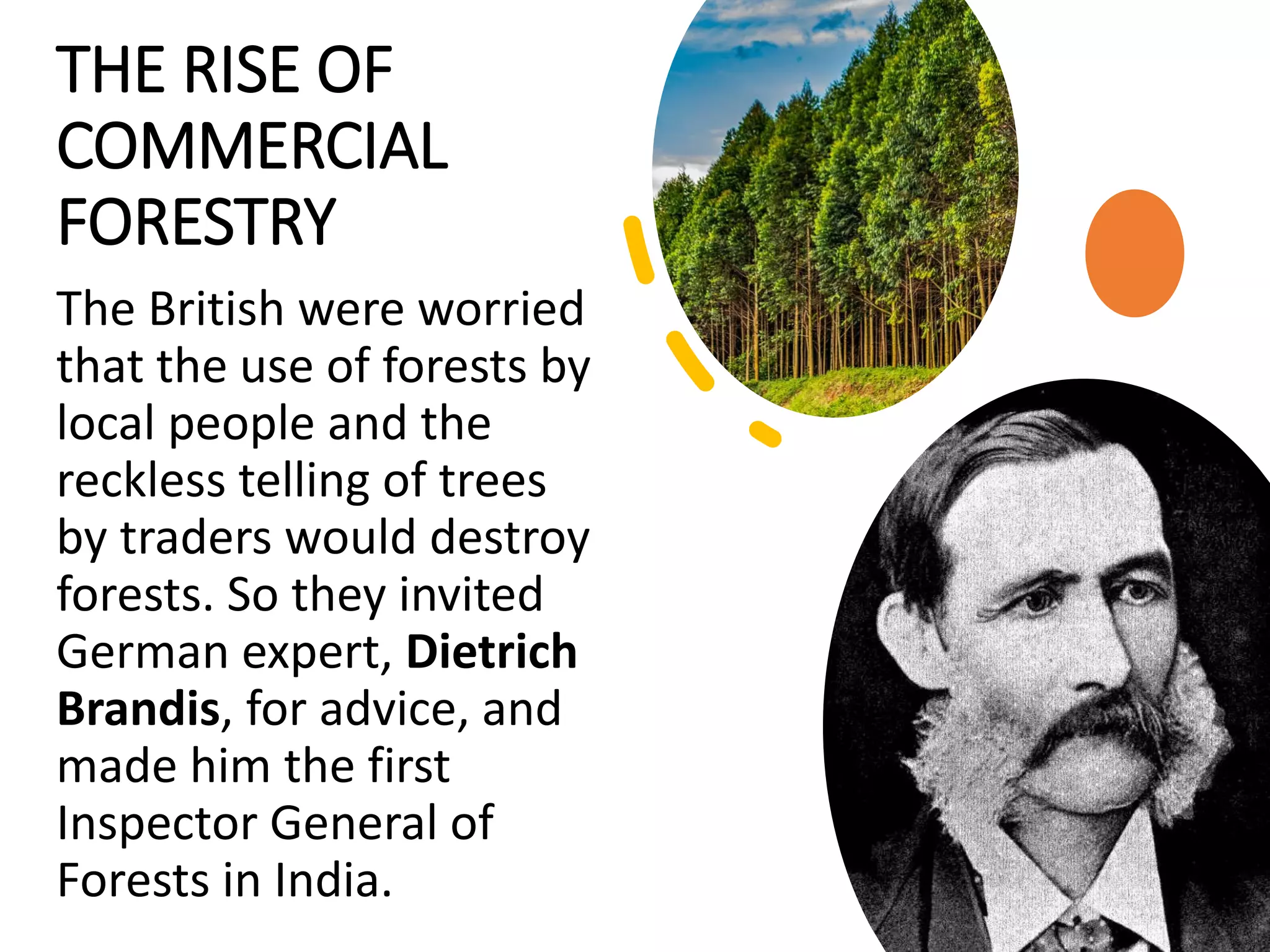 THE RISE OF
COMMERCIAL
FORESTRY
The British were worried
that the use of forests by
local people and the
reckless telling of trees
by traders would destroy
forests. So they invited
German expert, Dietrich
Brandis, for advice, and
made him the first
Inspector General of
Forests in India.
 