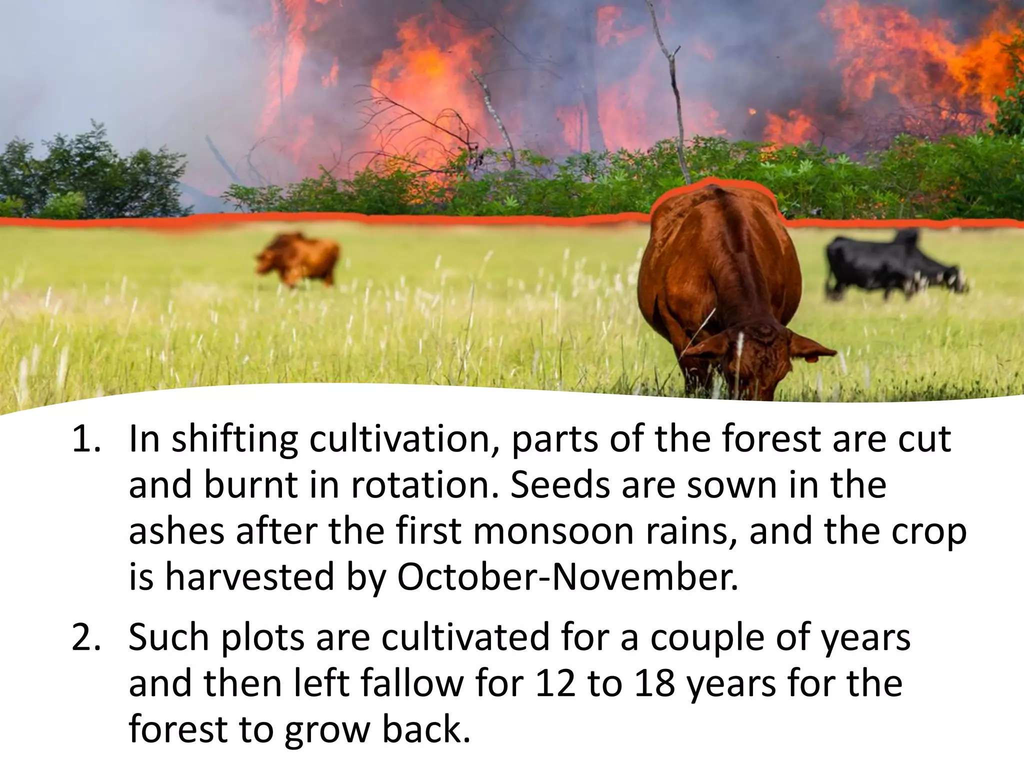 1. In shifting cultivation, parts of the forest are cut
and burnt in rotation. Seeds are sown in the
ashes after the first monsoon rains, and the crop
is harvested by October-November.
2. Such plots are cultivated for a couple of years
and then left fallow for 12 to 18 years for the
forest to grow back.
 