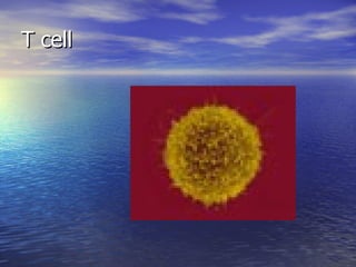 T cell 