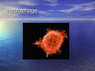 macrophage 