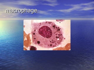 macrophage 
