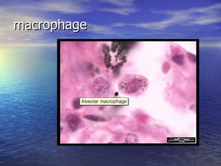 macrophage 