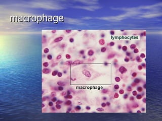 macrophage 