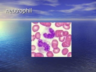 neutrophil 