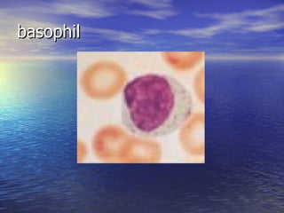 basophil 
