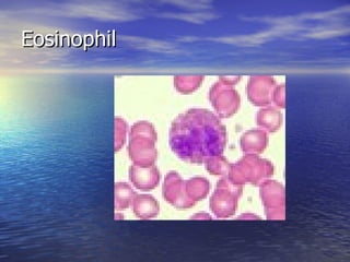 Eosinophil 