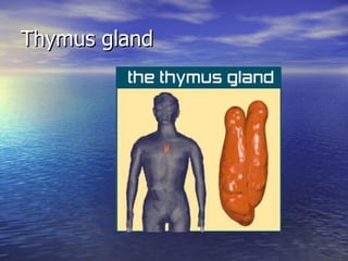 Thymus gland 