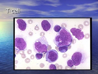 T cell 