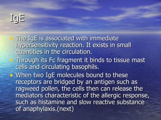 IgE The IgE is associated with immediate hypersensitivity reaction. It exists in small quantities in the circulation. Through its Fc fragment it binds to tissue mast cells and circulating basophils. When two IgE molecules bound to these receptors are bridged by an antigen such as ragweed pollen, the cells then can release the mediators characteristic of the allergic response, such as histamine and slow reactive substance of anaphylaxis.(next) 