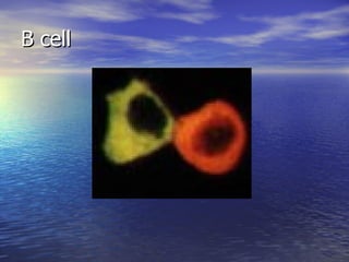 B cell 