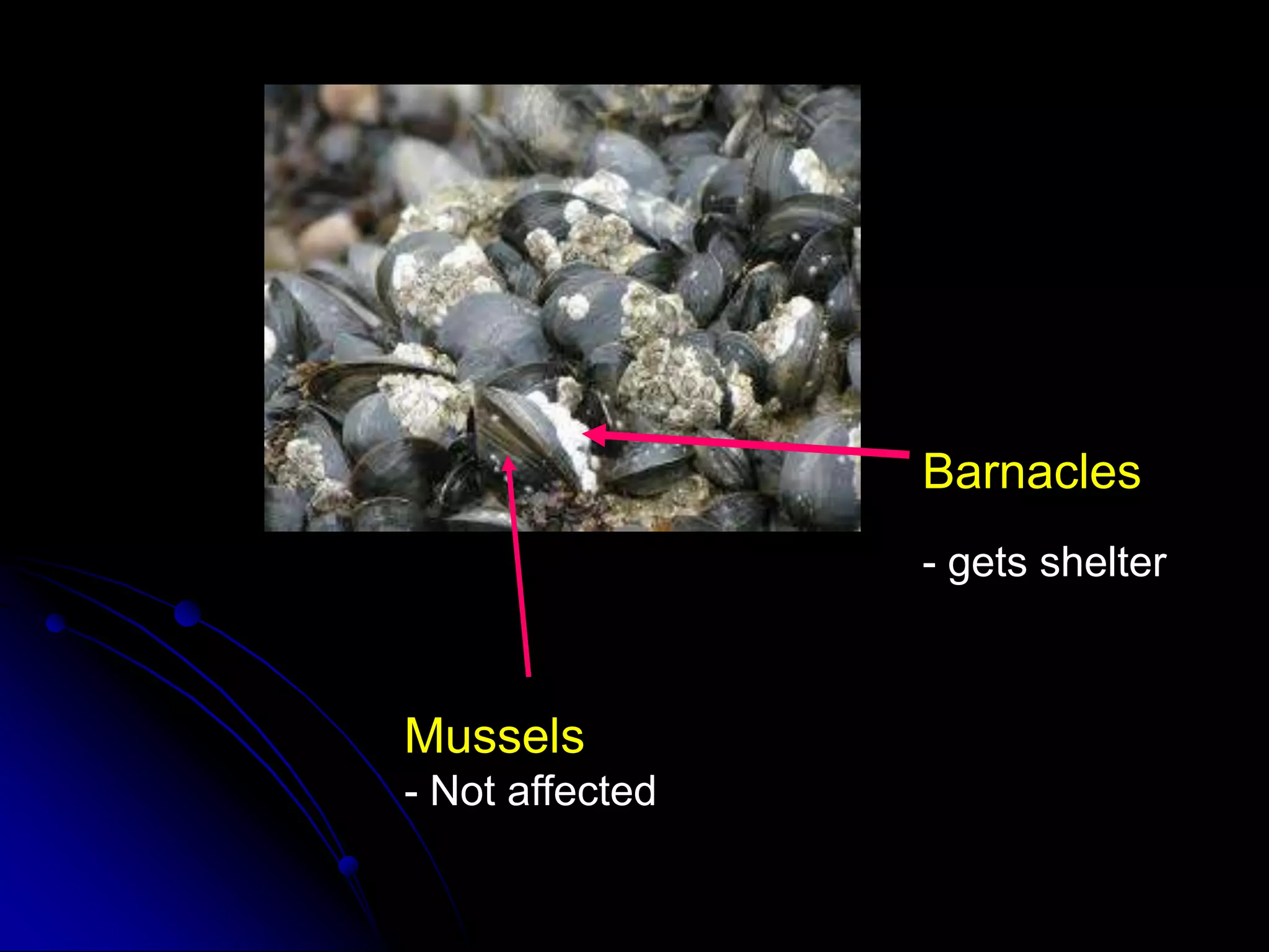 b
Barnacles
- gets shelter
Mussels
- Not affected
 