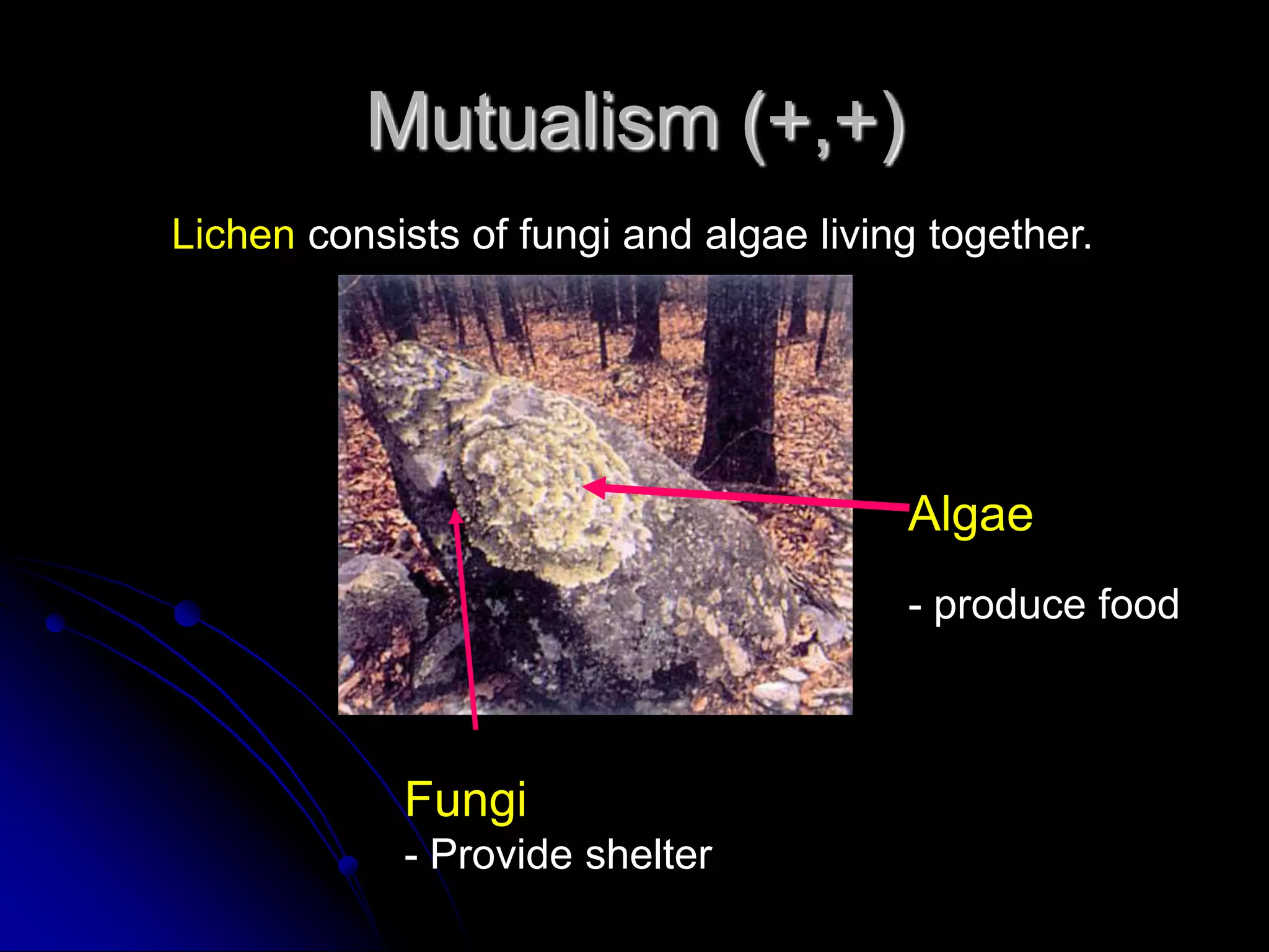 Mutualism (+,+)
Lichen consists of fungi and algae living together.
Algae
- produce food
Fungi
- Provide shelter
 