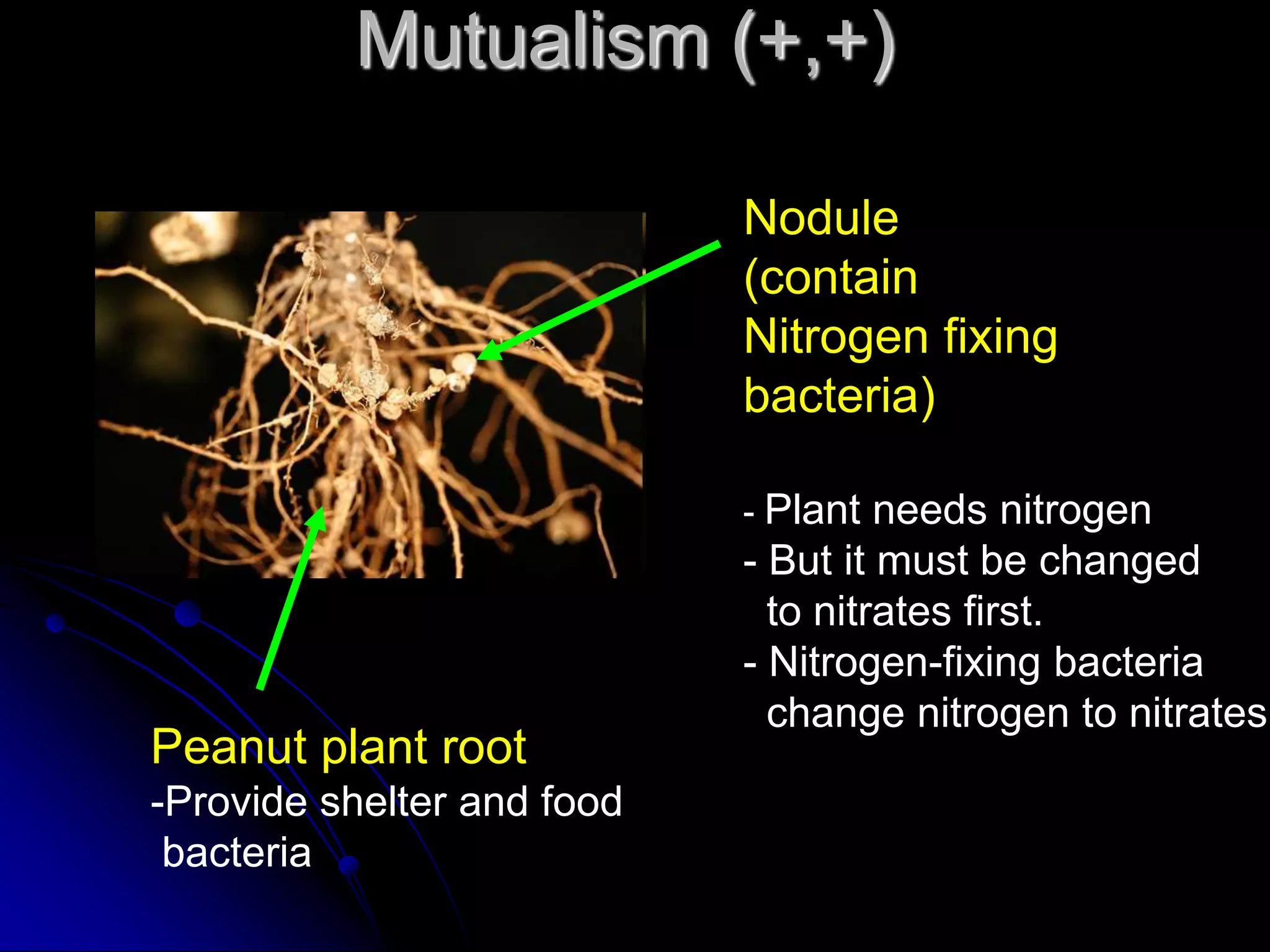 Mutualism (+,+)
Nodule
(contain
Nitrogen fixing
bacteria)
- Plant needs nitrogen
- But it must be changed
to nitrates first.
- Nitrogen-fixing bacteria
change nitrogen to nitrates
Peanut plant root
-Provide shelter and food
bacteria
 