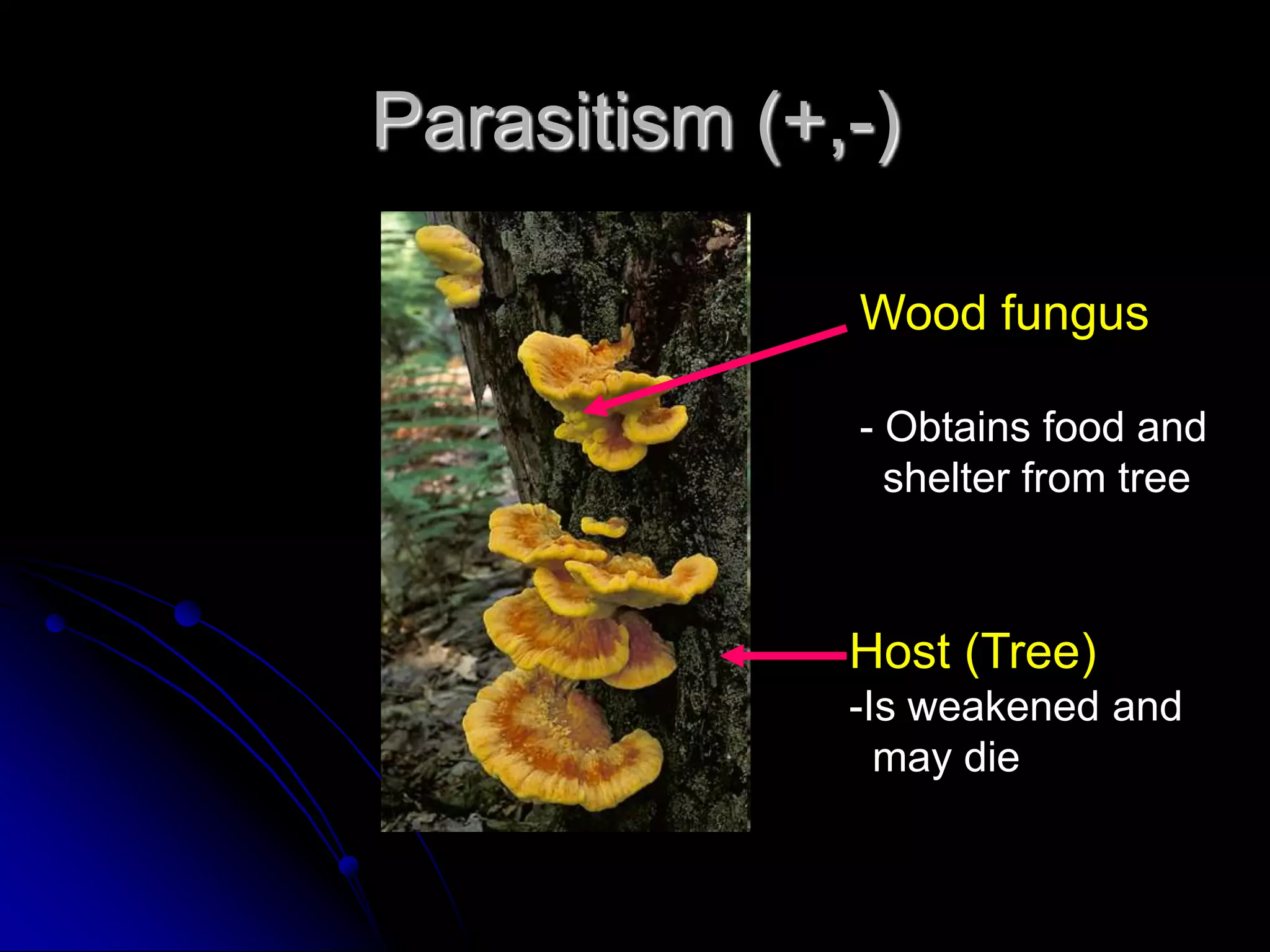 Parasitism (+,-)
Wood fungus
- Obtains food and
shelter from tree
Host (Tree)
-Is weakened and
may die
 