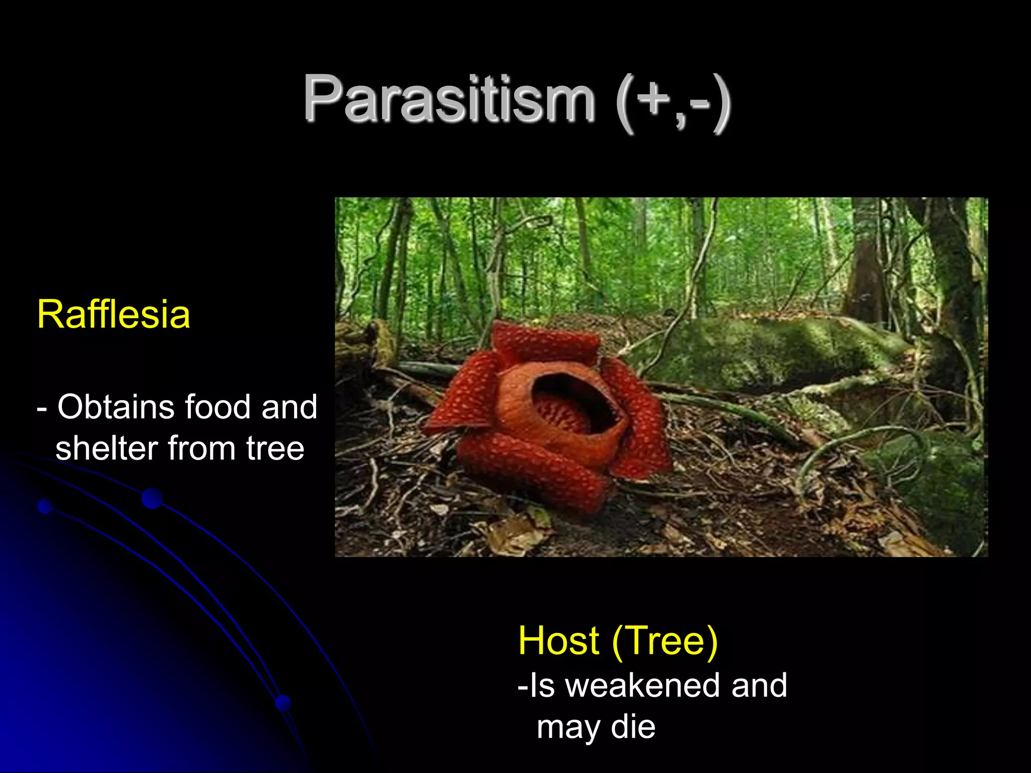 Parasitism (+,-)
Rafflesia
- Obtains food and
shelter from tree
Host (Tree)
-Is weakened and
may die
 