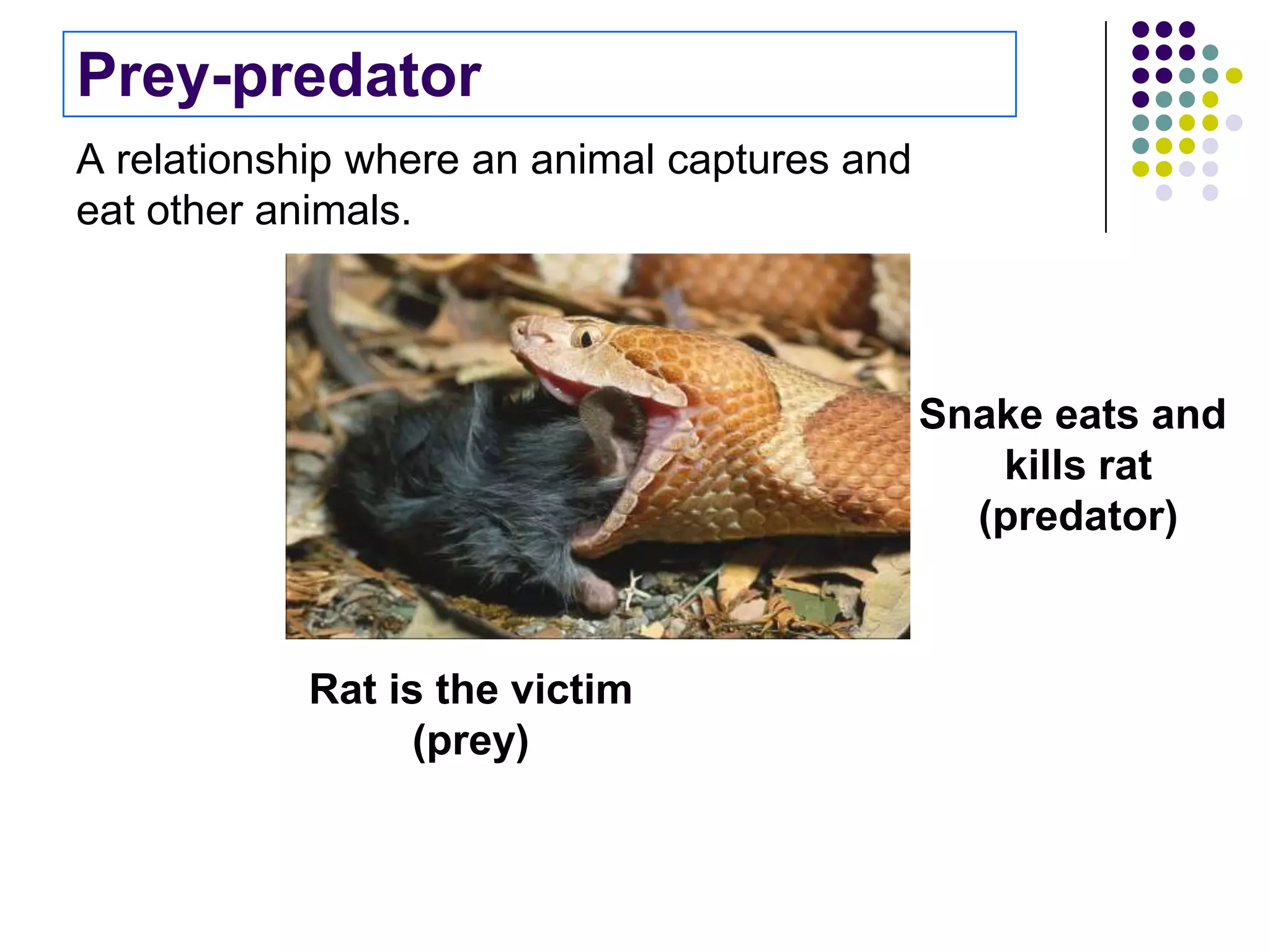 Prey-predator
A relationship where an animal captures and
eat other animals.
Rat is the victim
(prey)
Snake eats and
kills rat
(predator)
 