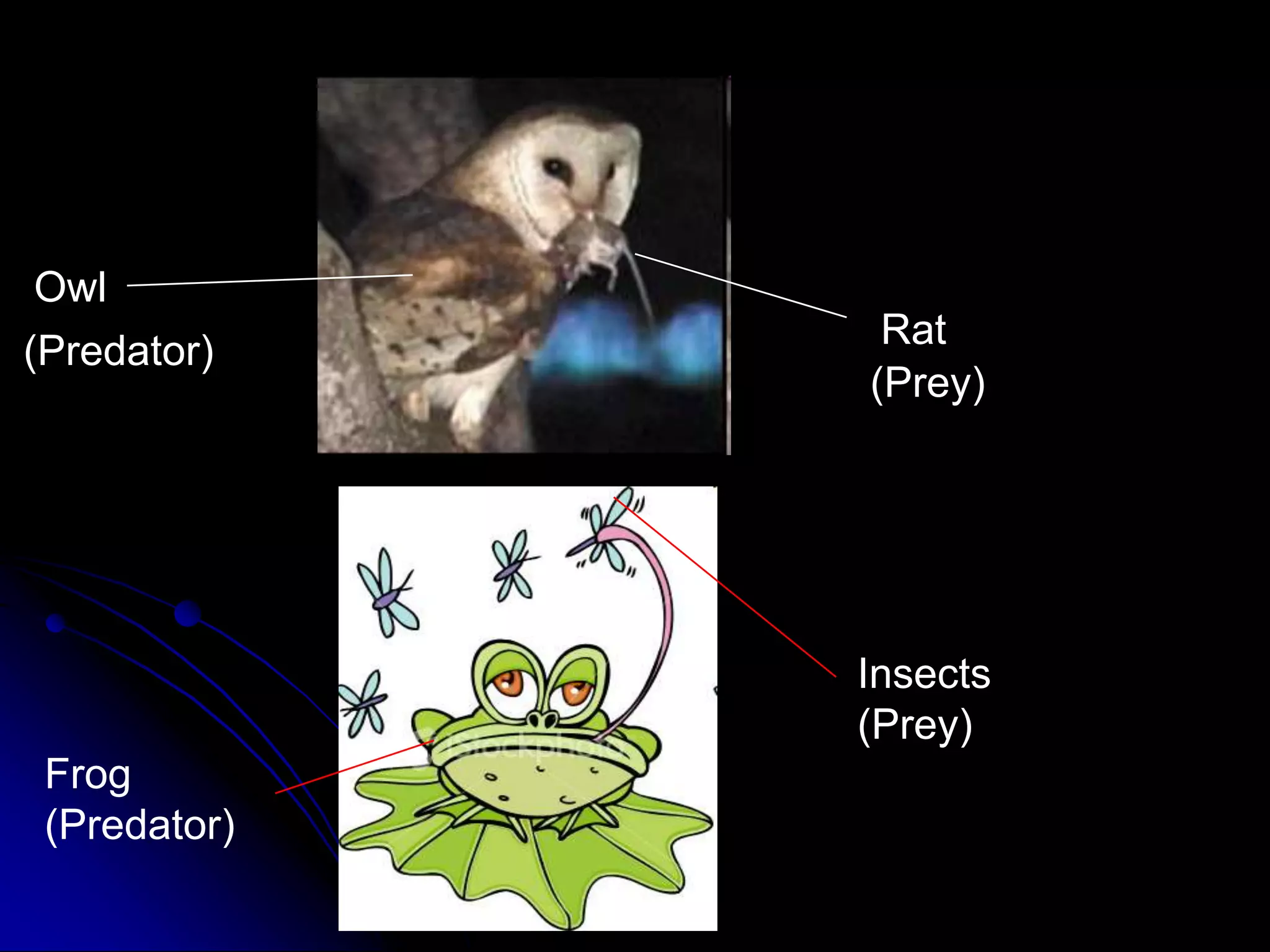 Owl
Rat(Predator)
(Prey)
Frog
(Predator)
Insects
(Prey)
 