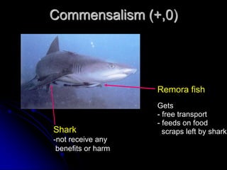 Commensalism (+,0)
Remora fish
Gets
- free transport
- feeds on food
scraps left by sharkShark
-not receive any
benefits or harm
 