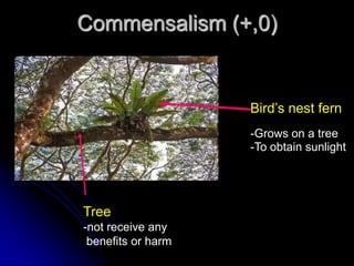 Commensalism (+,0)
Bird’s nest fern
-Grows on a tree
-To obtain sunlight
Tree
-not receive any
benefits or harm
 