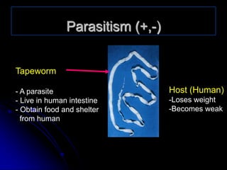 Parasitism (+,-)
Tapeworm
- A parasite
- Live in human intestine
- Obtain food and shelter
from human
Host (Human)
-Loses weight
-Becomes weak
 