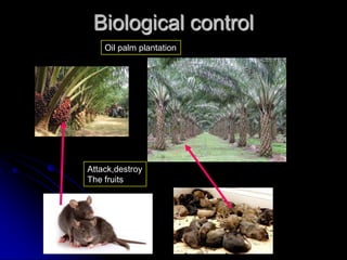 Biological control
Attack,destroy
The fruits
Oil palm plantation
 