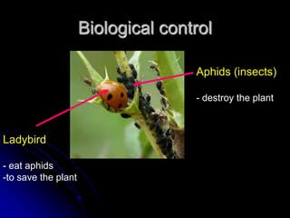 Biological control
Aphids (insects)
- destroy the plant
Ladybird
- eat aphids
-to save the plant
 