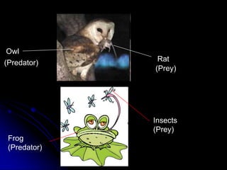 Owl
Rat(Predator)
(Prey)
Frog
(Predator)
Insects
(Prey)
 