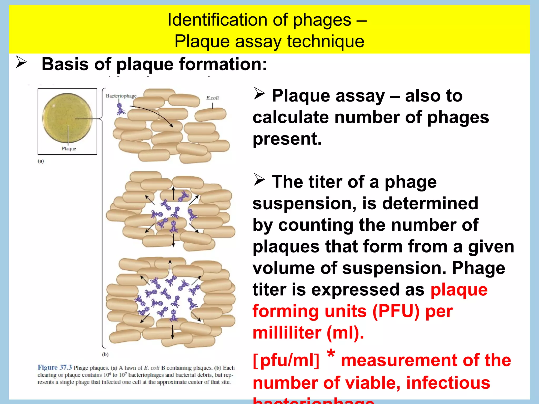 Identification of phages –
                 Plaque assay technique
 Basis of plaque formation:
                             Plaque assay – also to
                            calculate number of phages
                            present.

                             The titer of a phage
                            suspension, is determined
                            by counting the number of
                            plaques that form from a given
                            volume of suspension. Phage
                            titer is expressed as plaque
                            forming units (PFU) per
                            milliliter (ml).
                            [pfu/ml] * measurement of the
                            number of viable, infectious
 