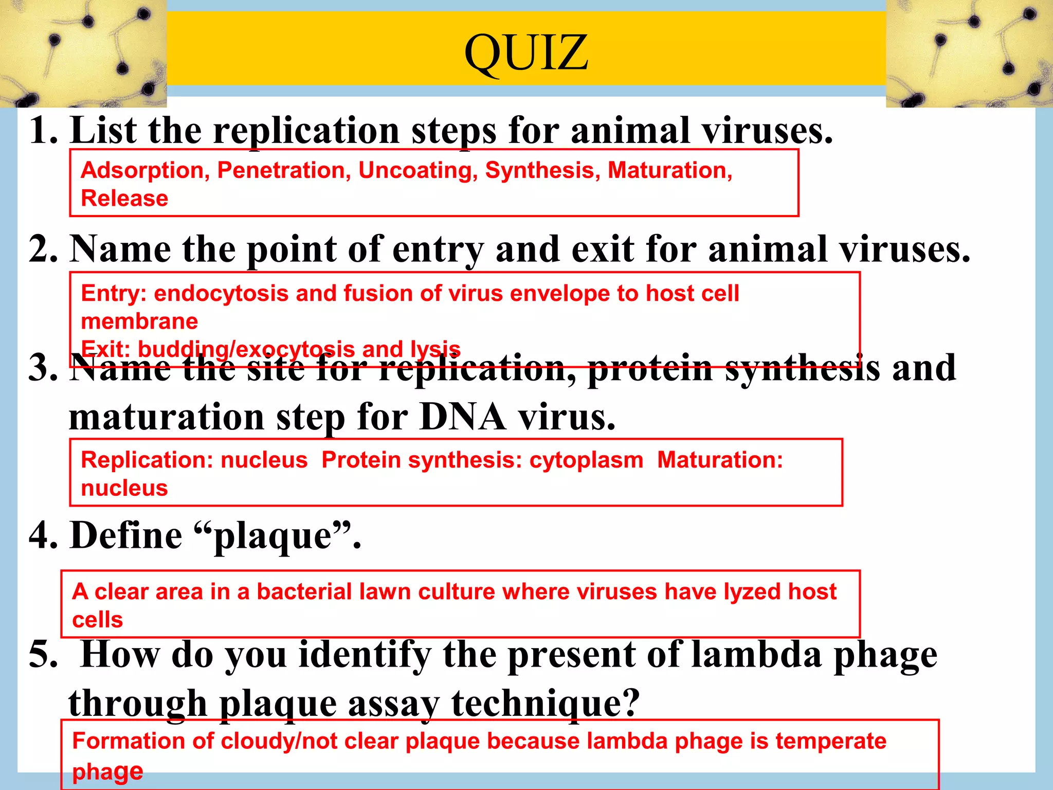 QUIZ
1. List the replication steps for animal viruses.
   Adsorption, Penetration, Uncoating, Synthesis, Maturation,
   Release

2. Name the point of entry and exit for animal viruses.
   Entry: endocytosis and fusion of virus envelope to host cell
   membrane
   Exit: budding/exocytosis and lysis
3. Name the site for replication, protein synthesis and
   maturation step for DNA virus.
   Replication: nucleus Protein synthesis: cytoplasm Maturation:
   nucleus

4. Define “plaque”.
  A clear area in a bacterial lawn culture where viruses have lyzed host
  cells
5. How do you identify the present of lambda phage
  through plaque assay technique?
  Formation of cloudy/not clear plaque because lambda phage is temperate
  phage
 
