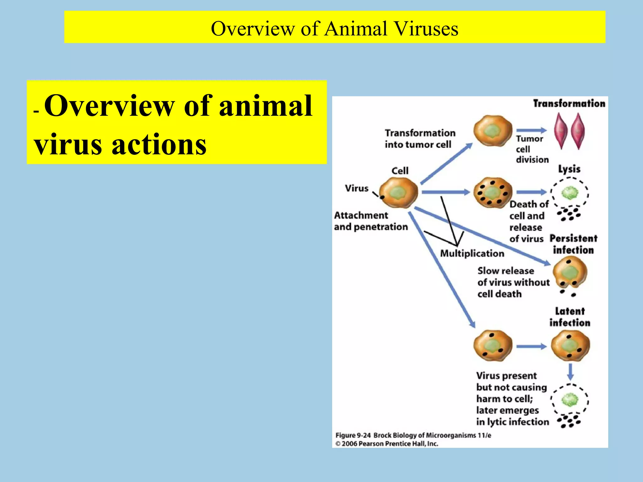 Overview of Animal Viruses


-Overview of animal
virus actions
 