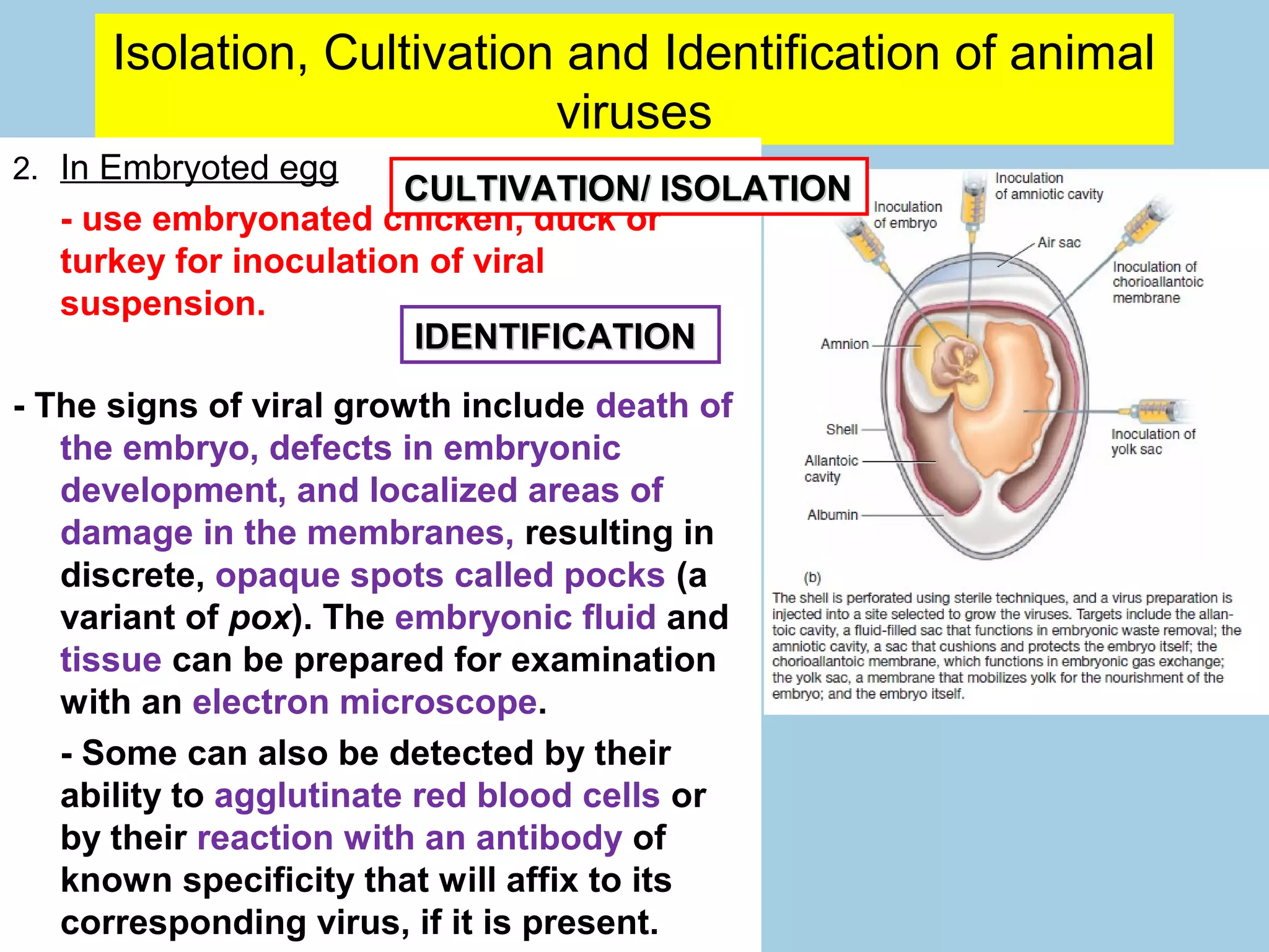 Isolation, Cultivation and Identification of animal
                            viruses
2. In Embryoted egg
                       CULTIVATION/ ISOLATION
  - use embryonated chicken, duck or
  turkey for inoculation of viral
  suspension.
                        IDENTIFICATION
- The signs of viral growth include death of
   the embryo, defects in embryonic
   development, and localized areas of
   damage in the membranes, resulting in
   discrete, opaque spots called pocks (a
   variant of pox). The embryonic fluid and
   tissue can be prepared for examination
   with an electron microscope.
   - Some can also be detected by their
   ability to agglutinate red blood cells or
   by their reaction with an antibody of
   known specificity that will affix to its
   corresponding virus, if it is present.
 