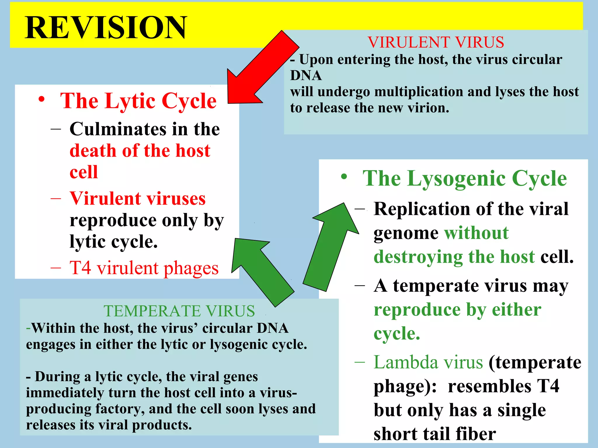 REVISION                                                VIRULENT VIRUS
                                            - Upon entering the host, the virus circular
                                            DNA
                                            will undergo multiplication and lyses the host
 • The Lytic Cycle                          to release the new virion.
    – Culminates in the
      death of the host
      cell                                         • The Lysogenic Cycle
    – Virulent viruses
                                                      – Replication of the viral
      reproduce only by
      lytic cycle.                                      genome without
                                                        destroying the host cell.
    – T4 virulent phages
                                                      – A temperate virus may
            TEMPERATE VIRUS                             reproduce by either
-Within the host, the virus’ circular DNA
engages in either the lytic or lysogenic cycle.
                                                        cycle.
                                                      – Lambda virus (temperate
- During a lytic cycle, the viral genes
immediately turn the host cell into a virus-            phage): resembles T4
producing factory, and the cell soon lyses and          but only has a single
releases its viral products.
                                                        short tail fiber
 