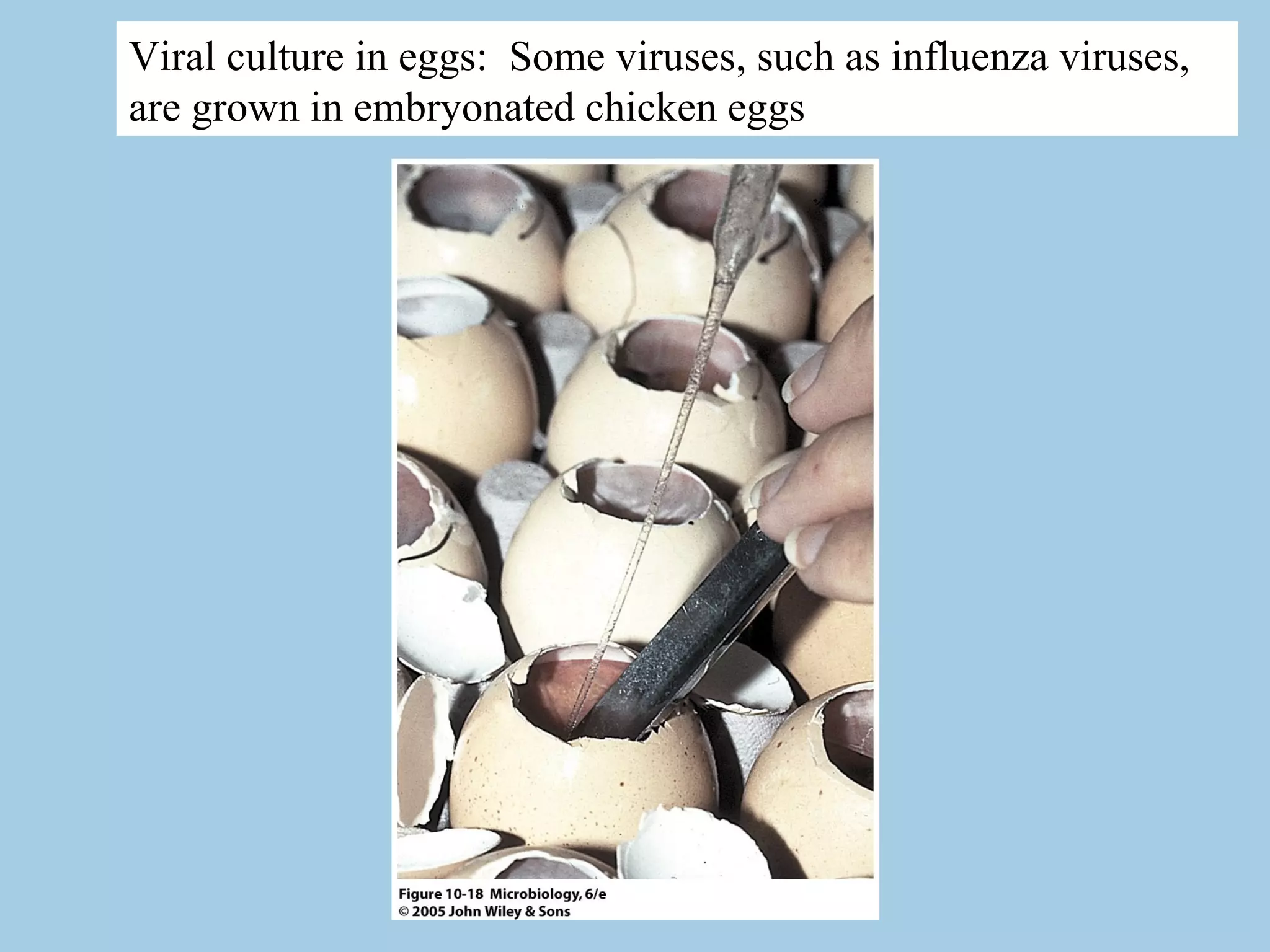 Viral culture in eggs: Some viruses, such as influenza viruses,
are grown in embryonated chicken eggs
 