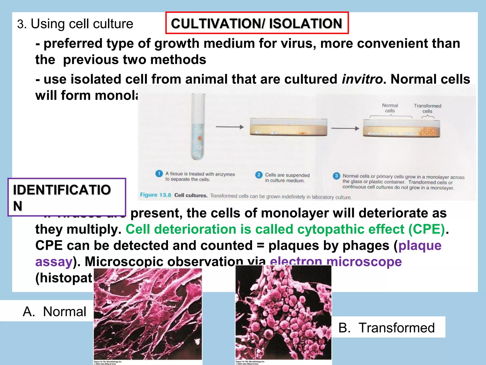 3. Using cell culture     CULTIVATION/ ISOLATION
   - preferred type of growth medium for virus, more convenient than
   the previous two methods
   - use isolated cell from animal that are cultured invitro. Normal cells
   will form monolayer.




IDENTIFICATIO
N - If viruses are present, the cells of monolayer will deteriorate as
   they multiply. Cell deterioration is called cytopathic effect (CPE).
   CPE can be detected and counted = plaques by phages (plaque
   assay). Microscopic observation via electron microscope
   (histopathology).

 A. Normal
                                                    B. Transformed
 