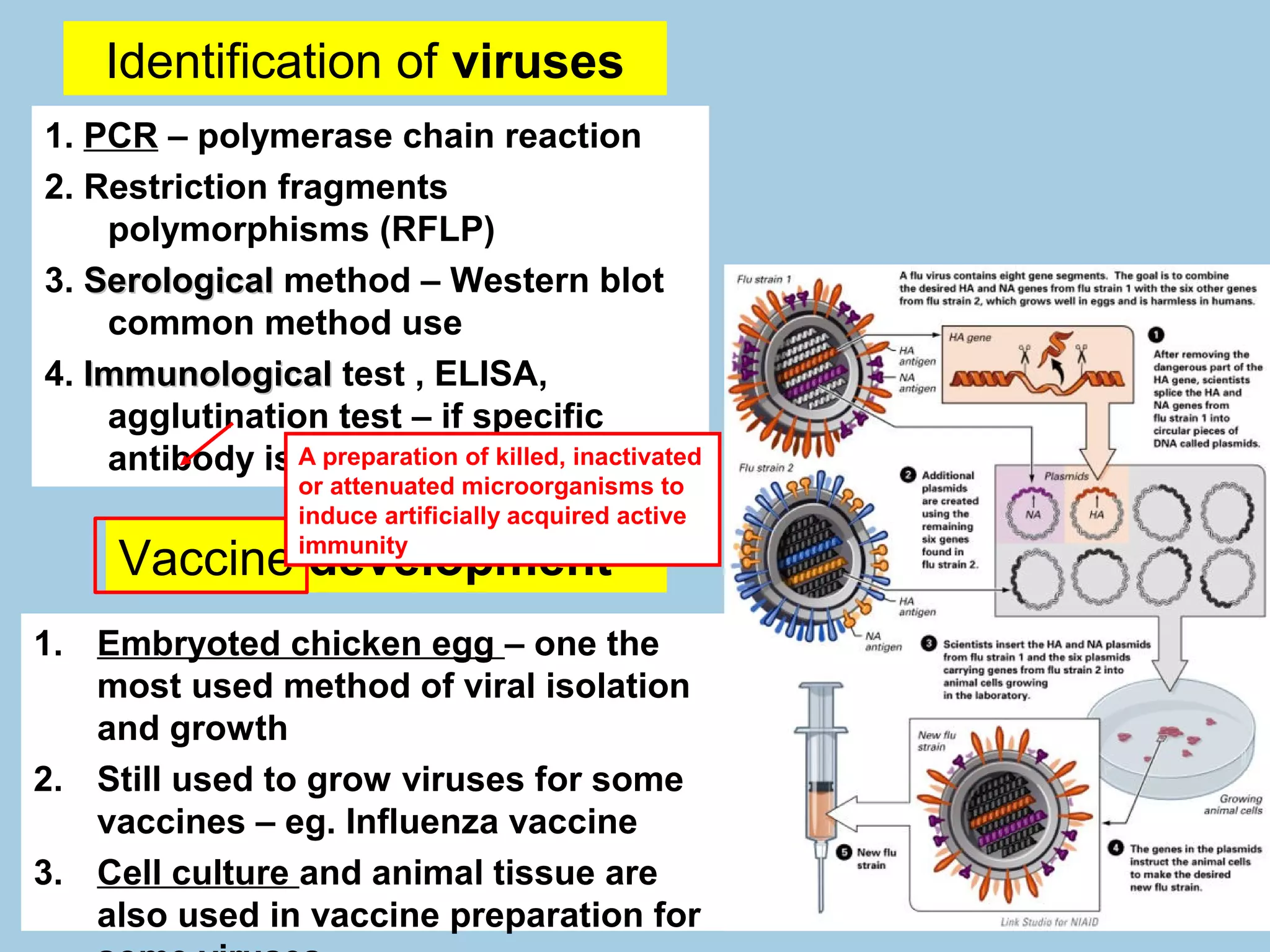 Identification of viruses
1. PCR – polymerase chain reaction
2. Restriction fragments
    polymorphisms (RFLP)
3. Serological method – Western blot
    common method use
4. Immunological test , ELISA,
    agglutination test – if specific
    antibody is A preparation of killed, inactivated
                 available
                    or attenuated microorganisms to
                    induce artificially acquired active

     Vaccine development
                    immunity



1. Embryoted chicken egg – one the
   most used method of viral isolation
   and growth
2. Still used to grow viruses for some
   vaccines – eg. Influenza vaccine
3. Cell culture and animal tissue are
   also used in vaccine preparation for
 