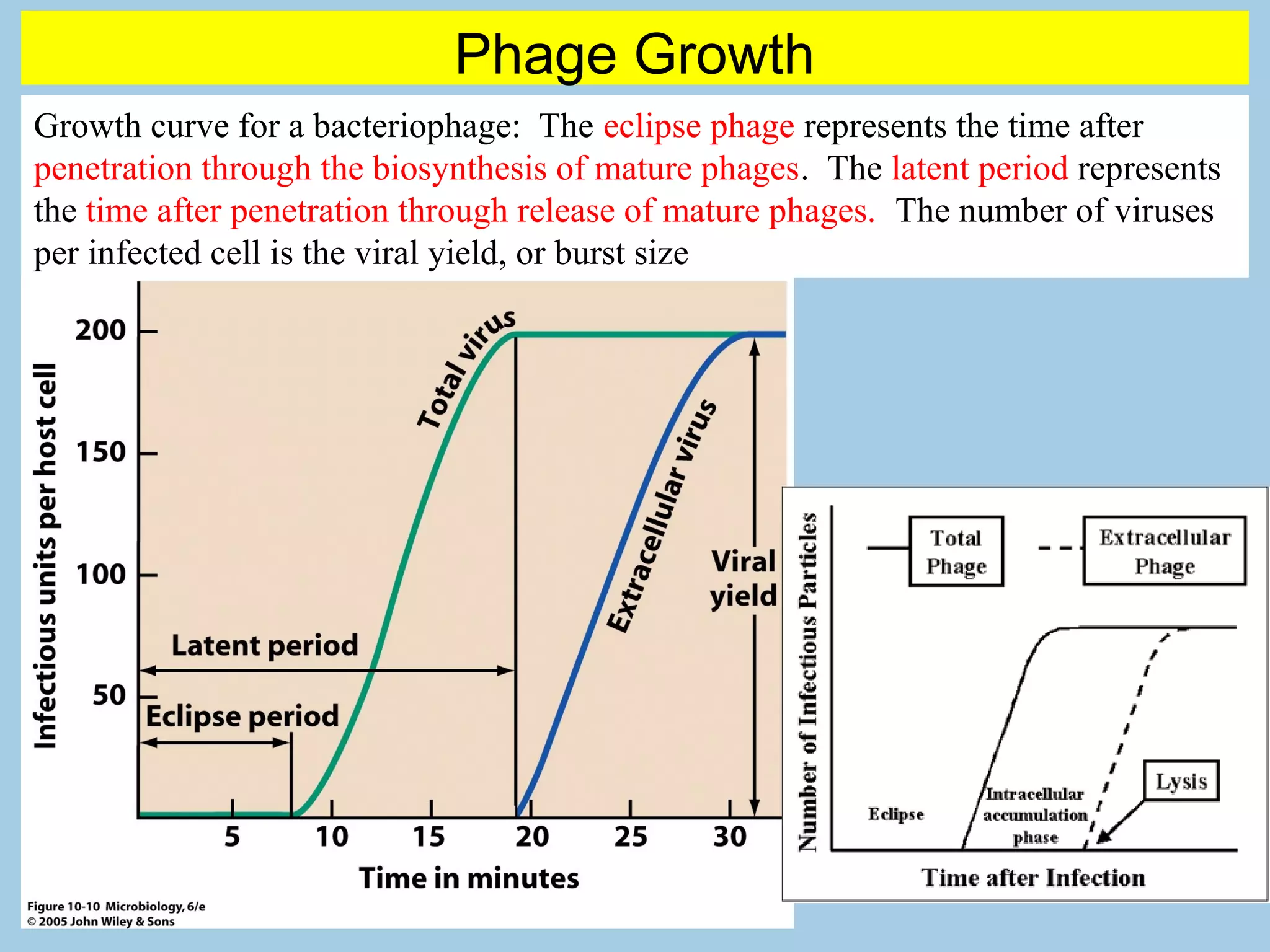Phage Growth
Growth curve for a bacteriophage: The eclipse phage represents the time after
penetration through the biosynthesis of mature phages. The latent period represents
the time after penetration through release of mature phages. The number of viruses
per infected cell is the viral yield, or burst size
 